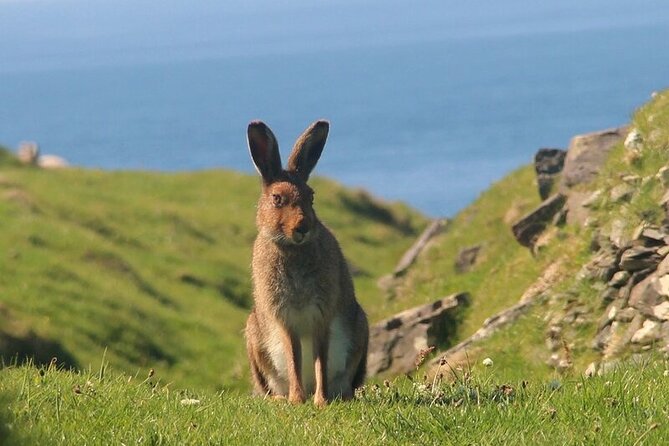 Dolphin & Whale Watching (4hrs) + Blasket Island Landing (3hrs) - Three hours on Great Blasket Island