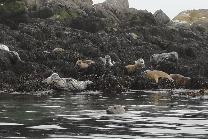 Dublin Bay Seal Kayaking Safari at Dalkey - How hard is the three-hour paddle?