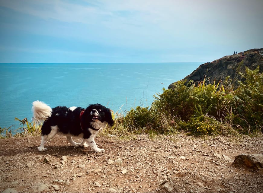 Dublin: Dublin Coastal Hike and Pints & Puppies - What the $53 price buys you