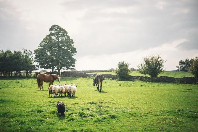 Dublin: Glendalough, Wicklow, Kilkenny and Sheepdog demonstration - Key points to know before booking