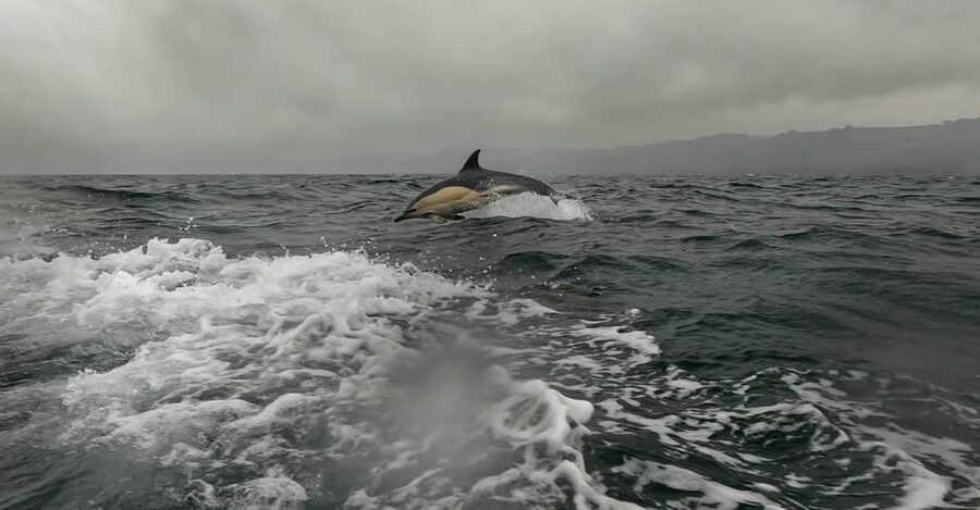 Dublin: History and Wildlife Boat Tour with Live Commentary - Key points before you book