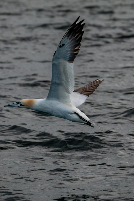 Dublin: History and Wildlife Boat Tour with Live Commentary - The 15-minute safety briefing and gear fitting