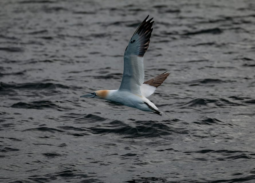 Dublin: History and Wildlife Boat Tour with Live Commentary - Martello Towers, mansions, and coastal stories