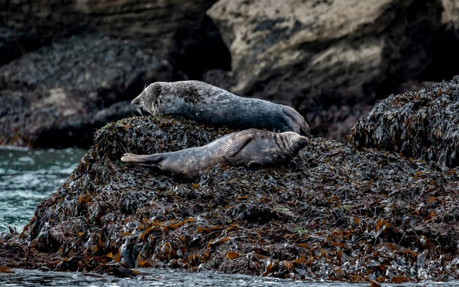 Dublin: History and Wildlife Boat Tour with Live Commentary - Wildlife watching around Dublin Bay