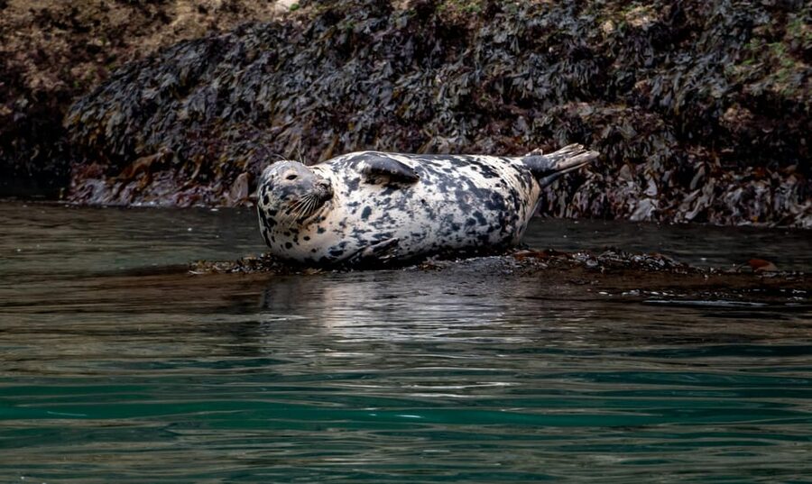 Dublin: History and Wildlife Boat Tour with Live Commentary - Finding Goat Boat Tours in Dun Laoghaire