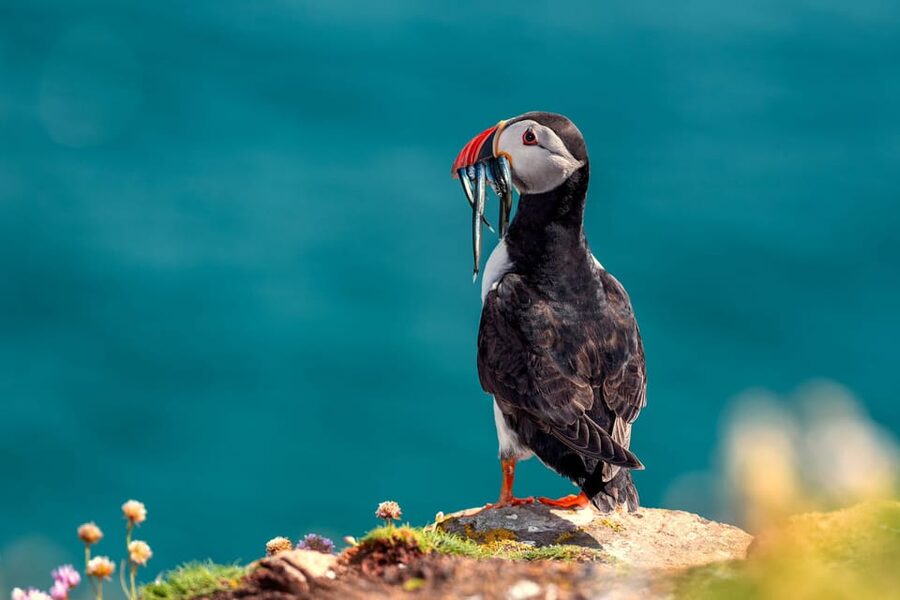 Dublin: Howth Coast and Ireland's Eye Boat Tour - Ireland’s Eye, the Martello Tower, and the bird colony