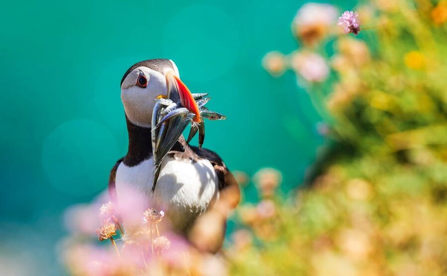 Dublin: Howth Coast and Ireland's Eye Boat Tour - Who will enjoy this boat trip most