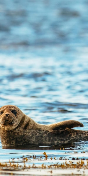 Dublin: Howth Coastal Boat Tour - How the weather and water affect the ride