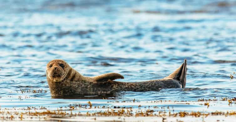 Dublin: Howth Coastal Boat Tour - Finding the boat at Howth’s West Pier