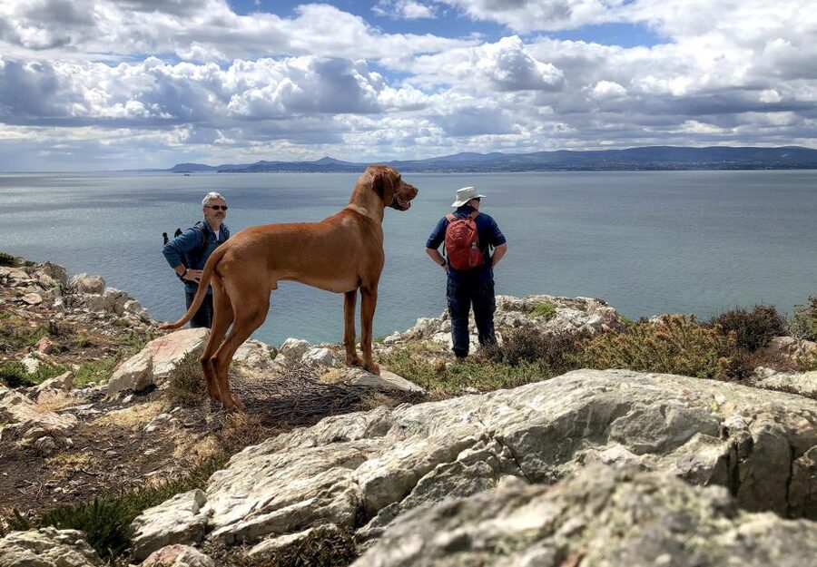 Dublin: Howth Coastal Hiking Tour - Starting at Howth Market and the Harbour