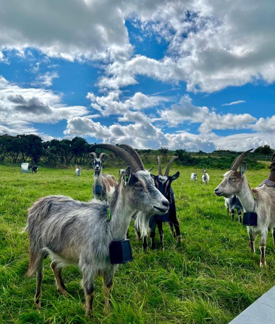 Dublin: Howth Safari Hiking Tour - Red Rock, wildflowers, and the old goat herd