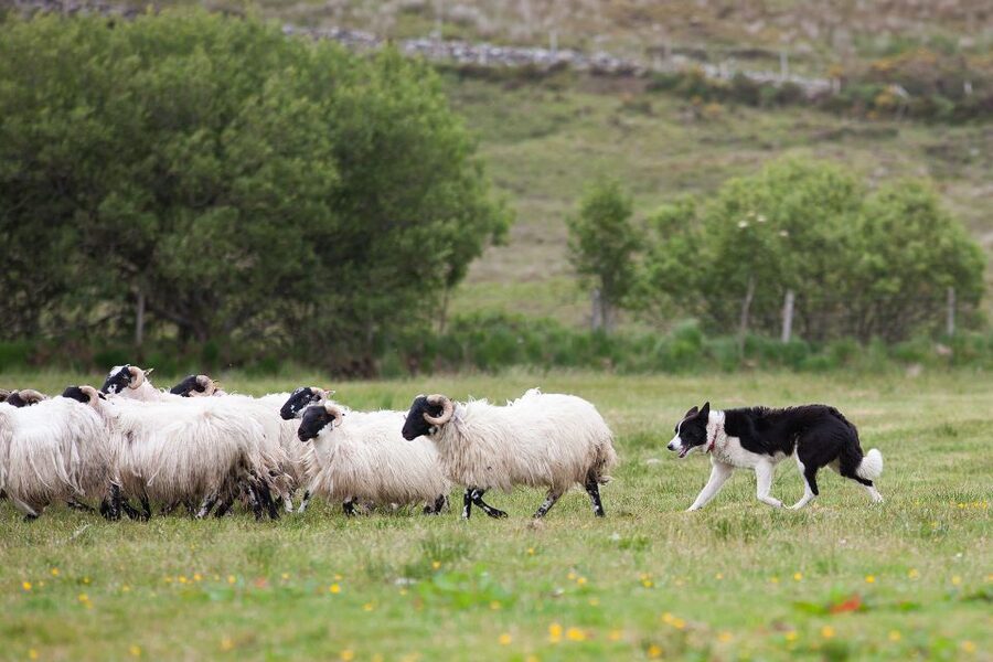 Dublin: Kilkenny, Wicklow & Glendalough Tour & Sheepdog Show - Glendalough, where ruins meet two lakes