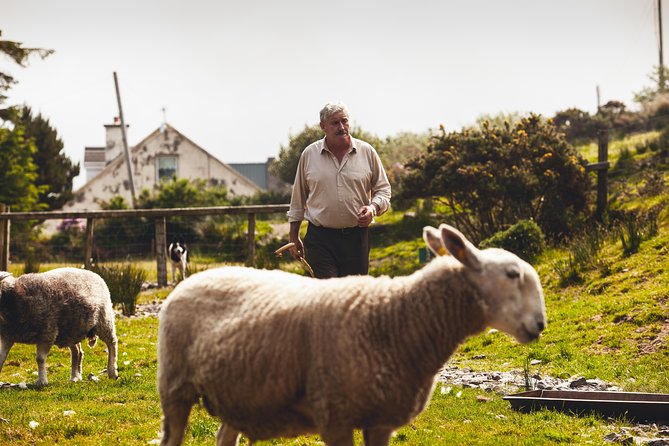 Dublin to South West 5 Day Small-Group Tour with Accommodation - Key points at a glance