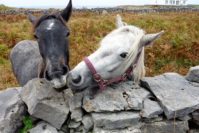 Electric biking on Inishmore island. Aran island. Self-guided. Full day. - Rain, wind, and choosing the right day