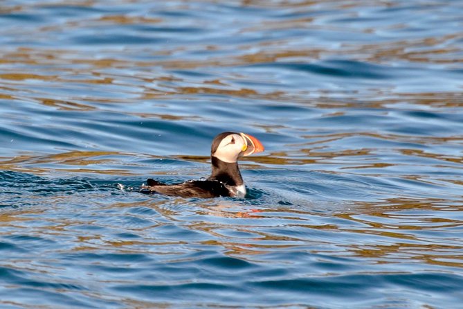 Exhilarating Rib experience - Dingle sea safari - Key points before you book