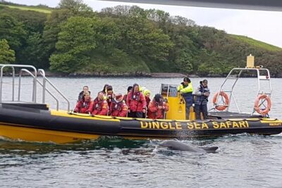 Exhilarating Rib experience – Dingle sea safari