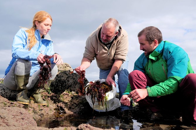 Food, heritage & cultural tour Inishmore, Aran Islands. Guided. - The seal colony near Kilmurvey Beach