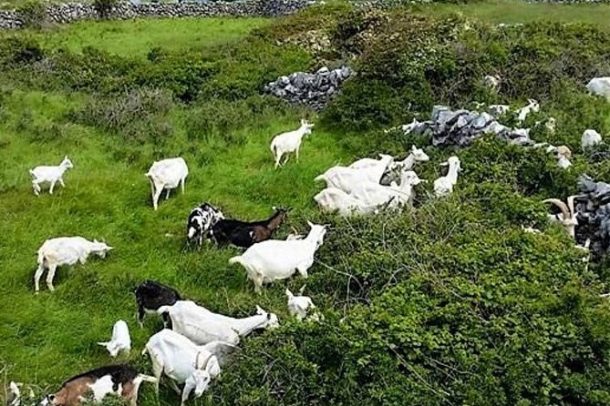 Food, heritage & cultural tour Inishmore, Aran Islands. Guided. - Goat cheese, baby goats, and island farming