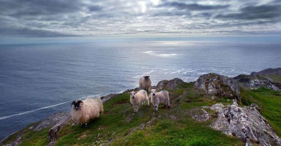 From Cork: Guided Full-Day West Cork to Mizen Head Tour - Bantry brings the day back to town