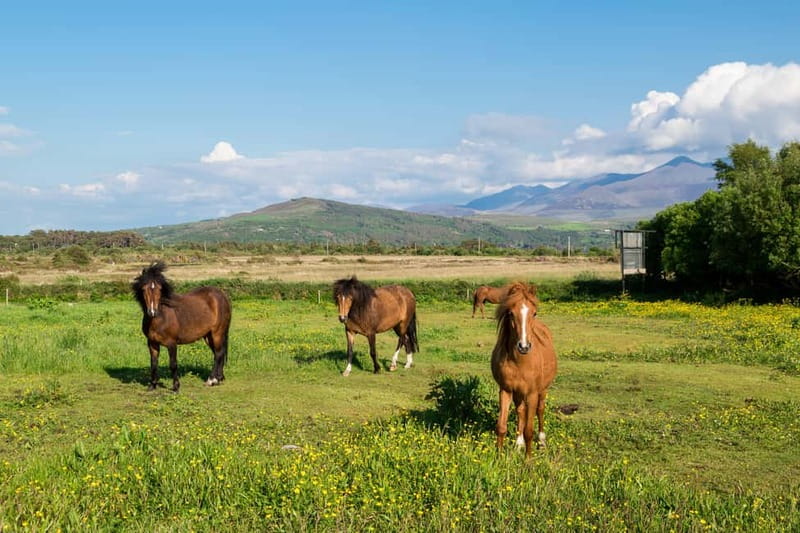 From Cork: Ring of Kerry & Killarney Guided Full Day Tour - The guide and the feel of the day