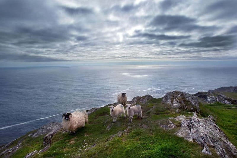 From Cork: West Cork to Mizen Head Guided Full Day Tour - Bantry brings you into everyday West Cork