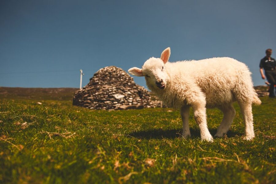 From Dublin: 3-Day Dingle, Killarney & the Wild Atlantic Way - Day 2: Dingle Peninsula and the Irish-speaking west
