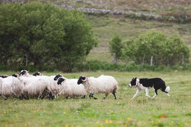 From Dublin: Wicklow, Glendalough, Waterfall & Sheepdog Demo - Barnbawn and the sheepdog demonstration