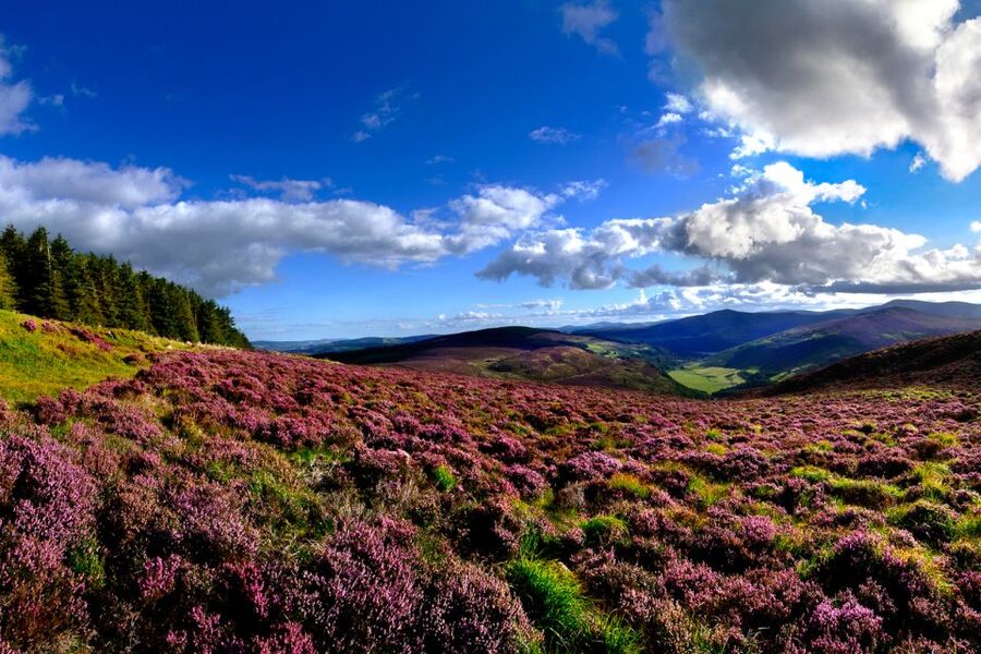 From Dublin: Wicklow Mountains, Glendalough & Kilkenny Tour - Key points at a glance