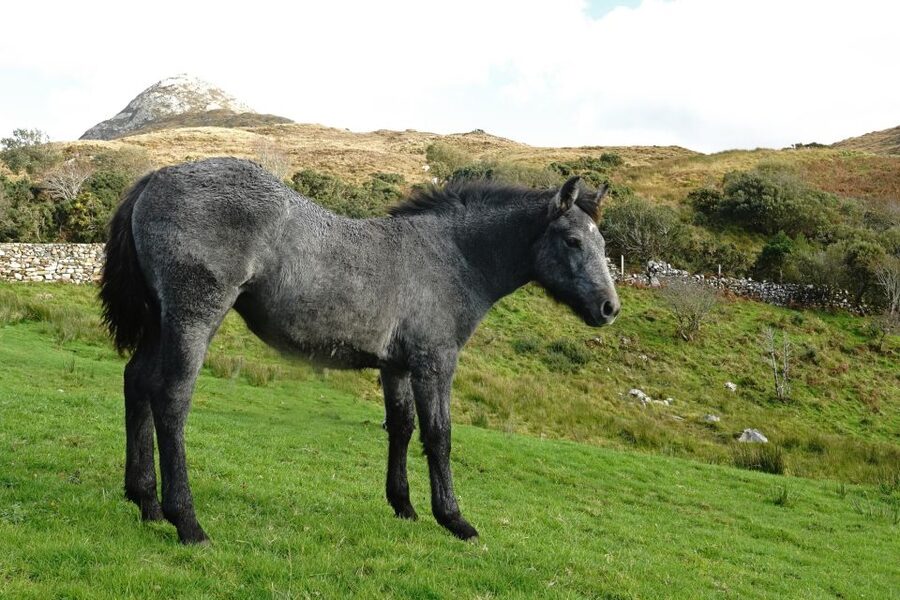 From Galway: Connemara National Park Full Day Tour - The coastal return to Galway