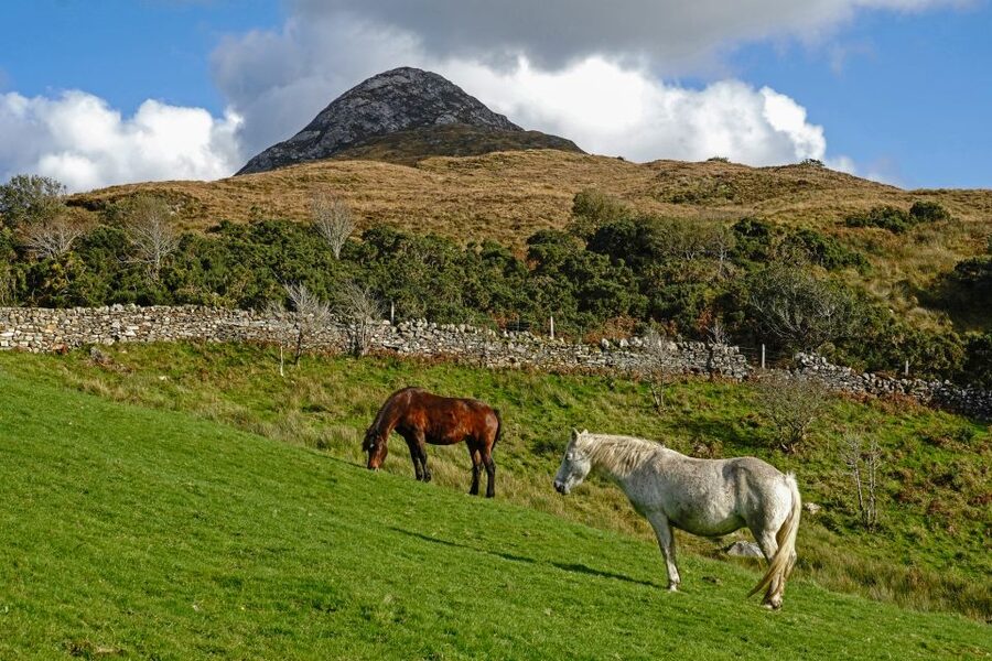 From Galway: Connemara National Park Full Day Tour - What the guide adds to the road time