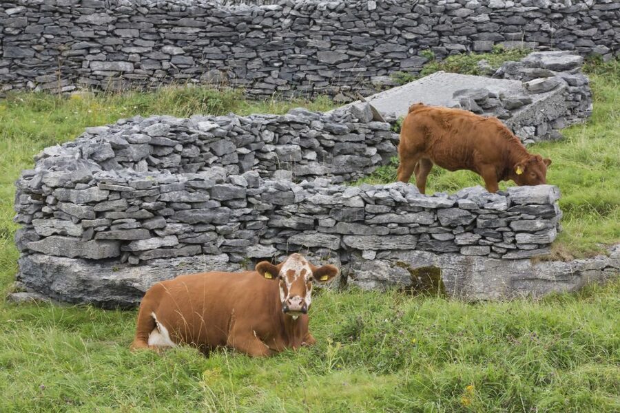 Galway: Cliffs Cruise, Aran Islands & Connemara Day Tour - Final call: a smart first look at western Ireland