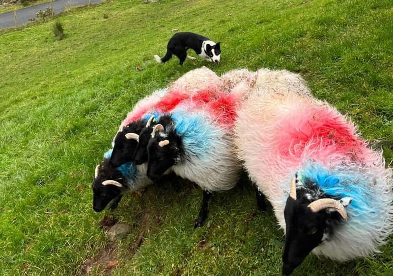 Galway: Connemara, Sheepdog Show and Medieval Castle Tour - Meeting Joe and the working sheepdogs
