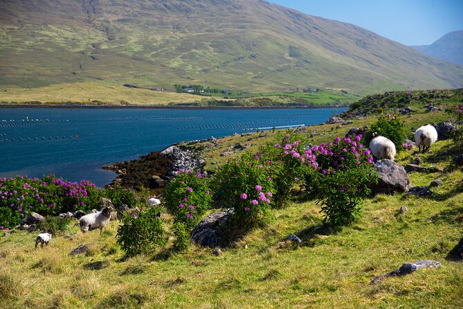 Galway to Connemara National Park Day Tour - What $52.33 buys you