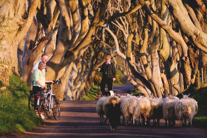 Giant's Causeway Day Tour from Dublin - Giants Causeway: the main event