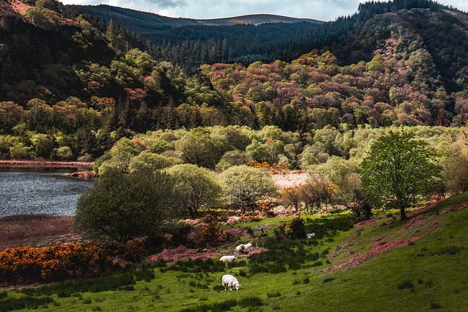 Glendalough Day Tour from Dublin: Including Kilkenny City - What the guiding is really like