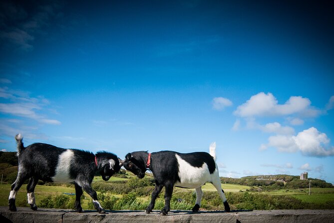 Guided Doolin Cave Tour: Experience Europe's Largest Stalactite - The 1km Eco Trail adds value above ground