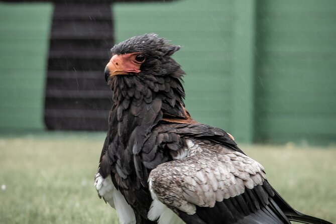 Guided Tour of Aillwee Cave and Visit to the Birds of Prey Centre - My practical verdict