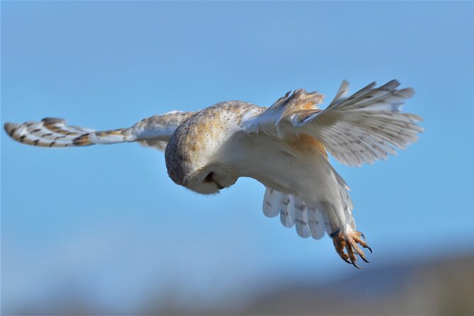 Guided Tour of Aillwee Cave and Visit to the Birds of Prey Centre - Hazel Woodland and the wider Burren story