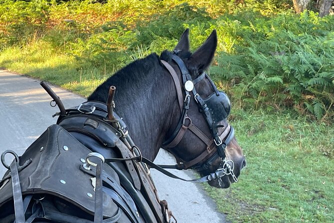 Horse-Drawn Carriage Tours in Killarney - From Beech Road to Killarney’s open country