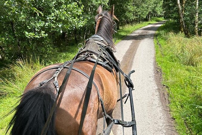 Horse-Drawn Carriage Tours in Killarney - Weather, clothing, and the best time to go
