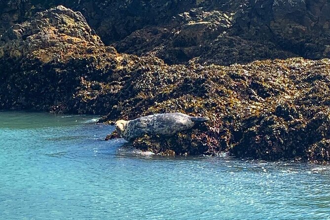 Howth Cliffs and Ireland's Eye Ferry Boat Tour - Why see Howth’s cliffs from the sea?