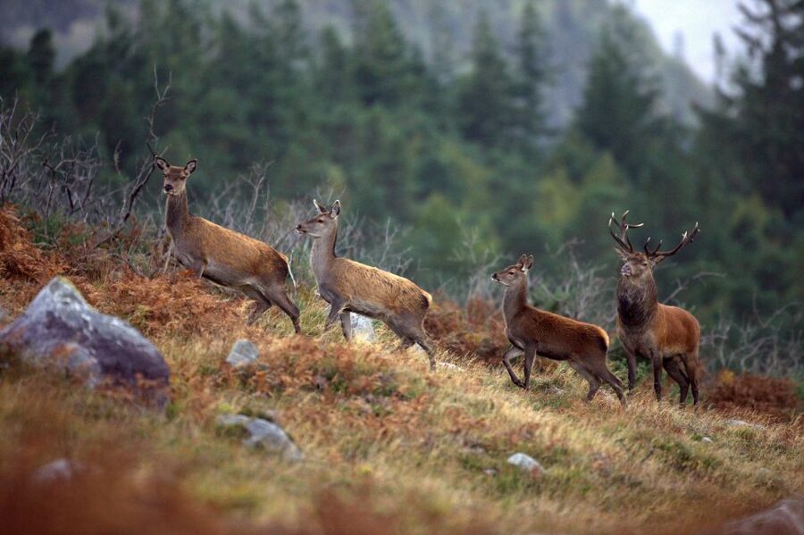 Ireland: 2 Day Wild Atlantic Way Tour - Overnight on the Dingle Peninsula