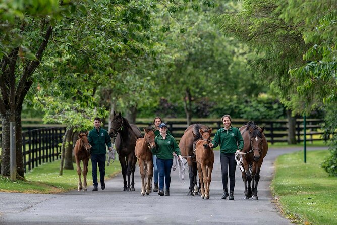 Irish National Stud & Gardens Skip the line Entrance - Small practical details that improve the visit
