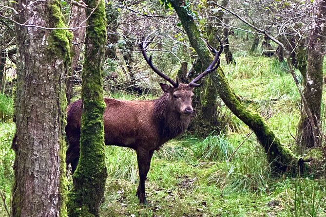 Jaunting Car Tour in Killarney National Park - Lake views without a long hike