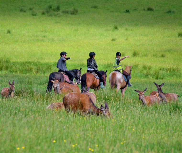Kerry: Guided Horse Riding Tour in Killarney National Park - Key points at a glance
