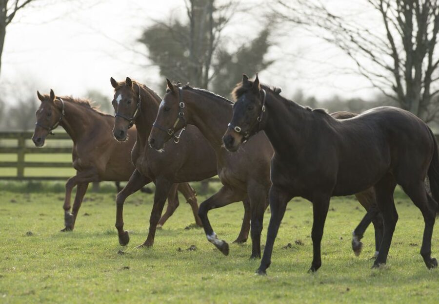 Kildare: Irish National Stud & Gardens - The best months for seeing the stud