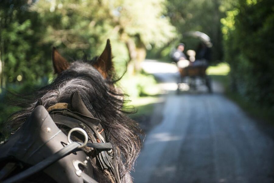 Killarney: 1-Hour Jaunting Car Horse and Carriage Tour - MacGillycuddy Reeks and the value of a slower view