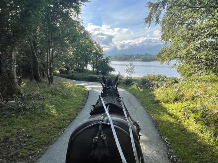 Killarney Carriage Tours National Park and Lakes - The Red Deer Parks and the Road Toward Ross Castle