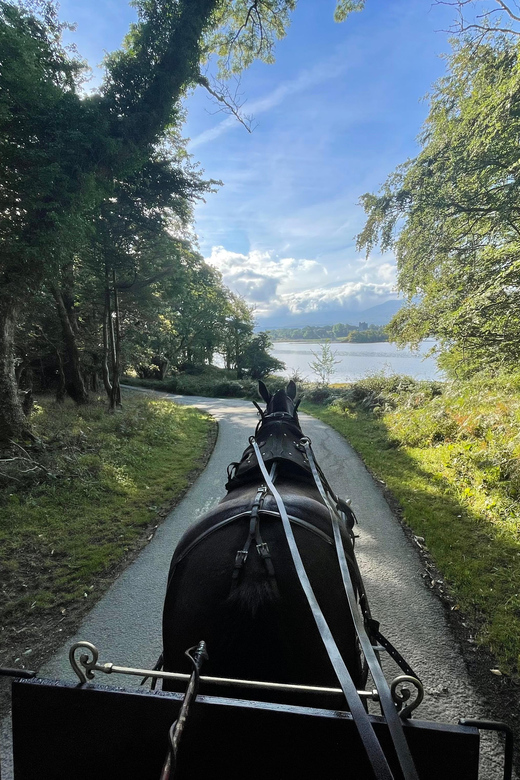 Killarney Carriage Tours National Park and Lakes - Who Will Enjoy This One-Hour Ride