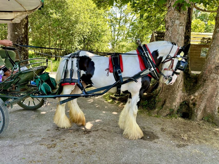 Killarney: Killarney National Park Private Tour - Key points to know before booking